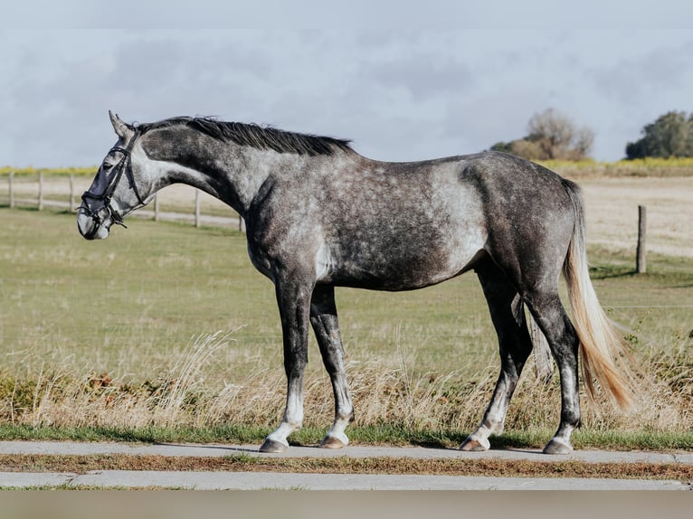 Mecklemburgo Caballo castrado 4 años 172 cm Tordo rodado in Oberkrämer