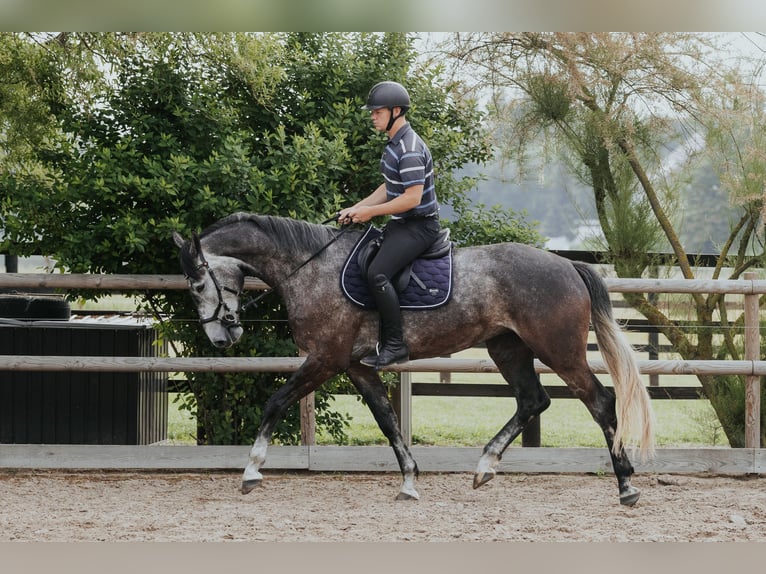 Mecklemburgo Caballo castrado 4 años 172 cm Tordo rodado in Oberkrämer