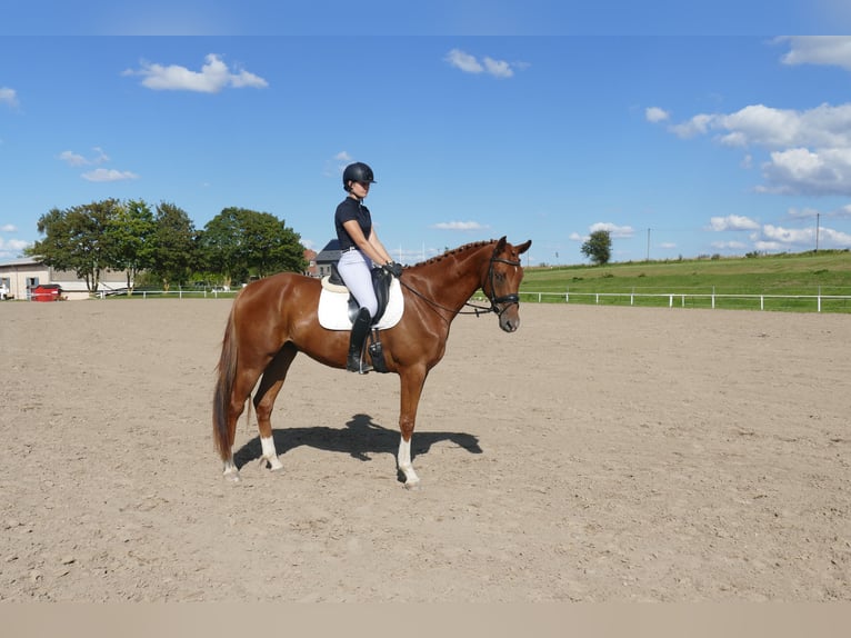Mecklemburgo Caballo castrado 4 años 173 cm Alazán in Ganschow