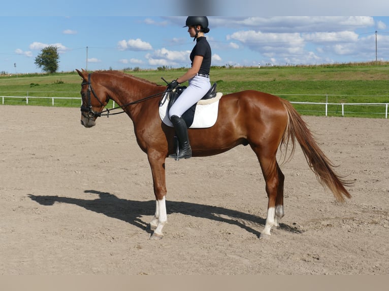 Mecklemburgo Caballo castrado 4 años 173 cm Alazán in Ganschow