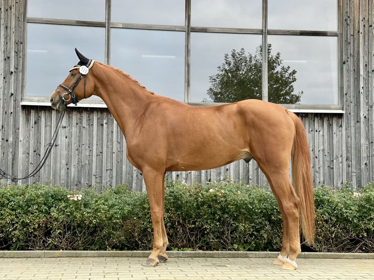 Mecklemburgo Caballo castrado 4 años 175 cm Alazán in Kötzting