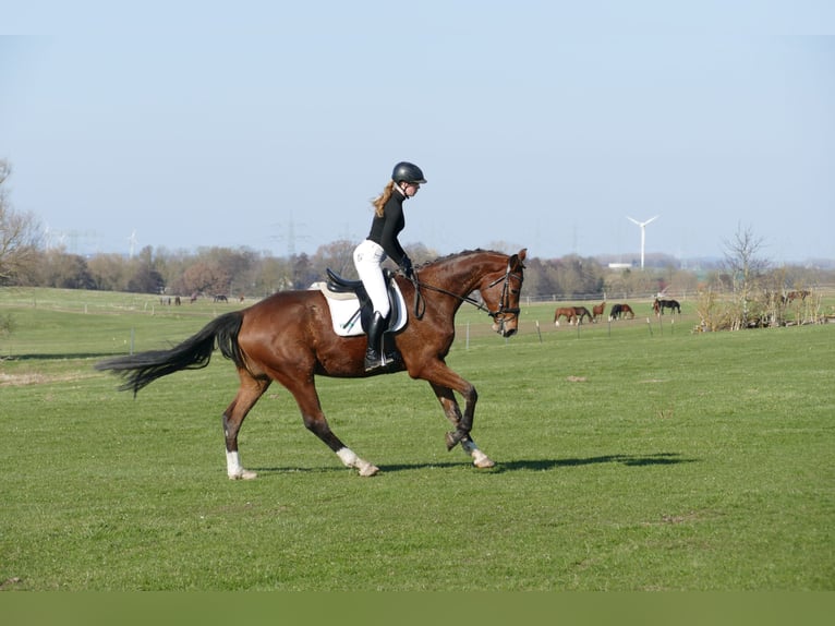 Mecklemburgo Caballo castrado 4 años 176 cm  in Güstrow