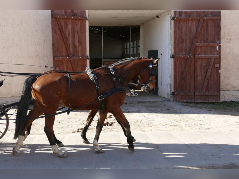 Mecklemburgo Caballo castrado 4 años 176 cm  in Güstrow