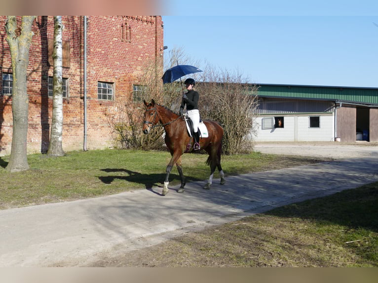 Mecklemburgo Caballo castrado 4 años 176 cm  in Güstrow