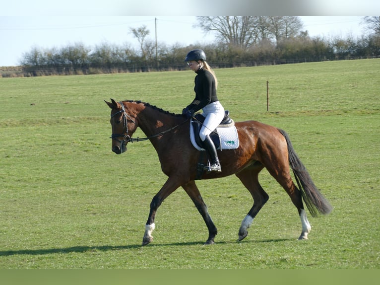 Mecklemburgo Caballo castrado 4 años 176 cm  in Güstrow