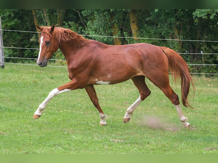 Mecklemburgo Caballo castrado 5 años 160 cm Castaño in Jesendorf