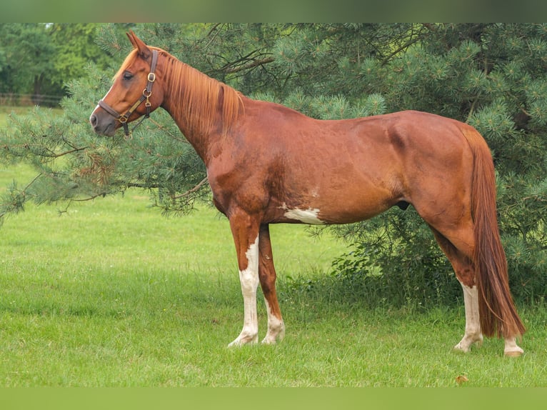 Mecklemburgo Caballo castrado 5 años 160 cm Castaño in Jesendorf
