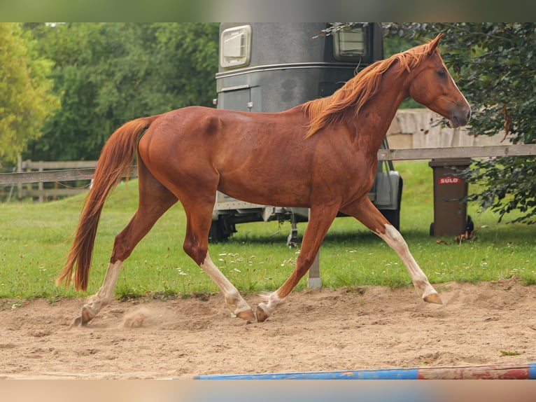 Mecklemburgo Caballo castrado 5 años 160 cm Castaño in Jesendorf