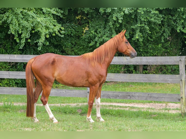 Mecklemburgo Caballo castrado 5 años 160 cm Castaño in Jesendorf
