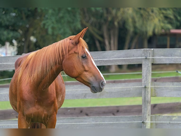 Mecklemburgo Caballo castrado 5 años 160 cm Castaño in Jesendorf