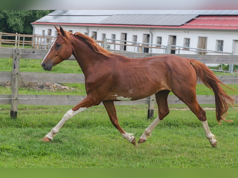 Mecklemburgo Caballo castrado 5 años 160 cm Castaño in Jesendorf