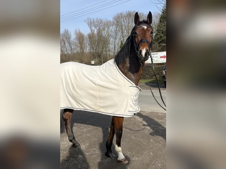 Mecklemburgo Caballo castrado 5 años 161 cm Castaño in Kaarst