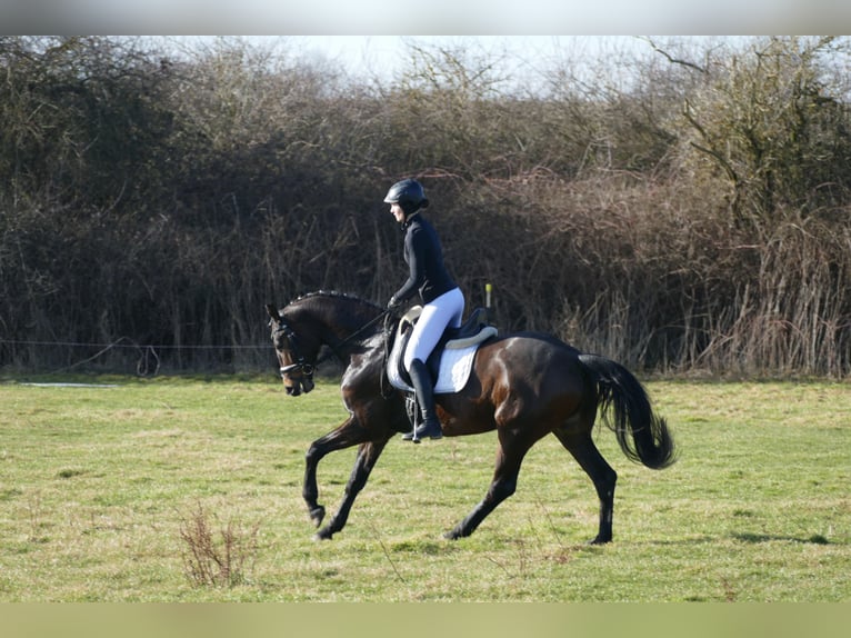 Mecklemburgo Caballo castrado 5 años 164 cm Castaño oscuro in Ganschow