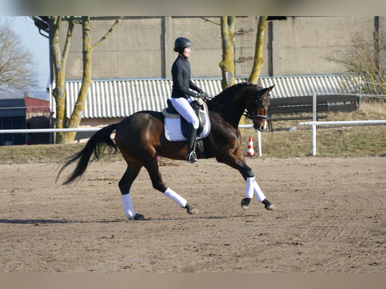 Mecklemburgo Caballo castrado 5 años 164 cm Castaño oscuro in Ganschow