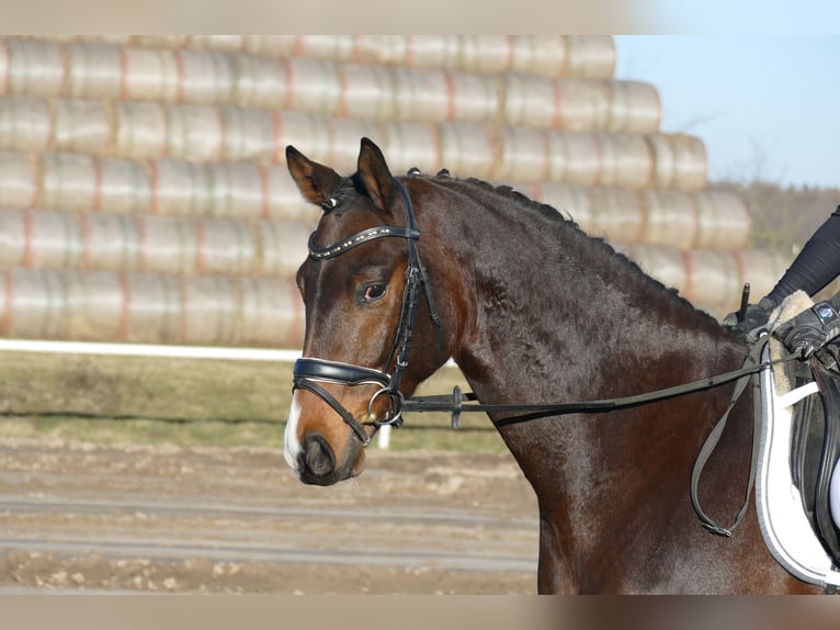 Mecklemburgo Caballo castrado 5 años 164 cm Castaño oscuro in Ganschow