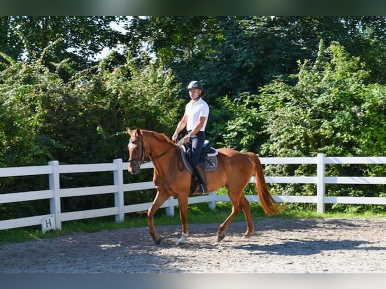 Mecklemburgo Caballo castrado 5 años 165 cm Alazán in Seebad Bansin