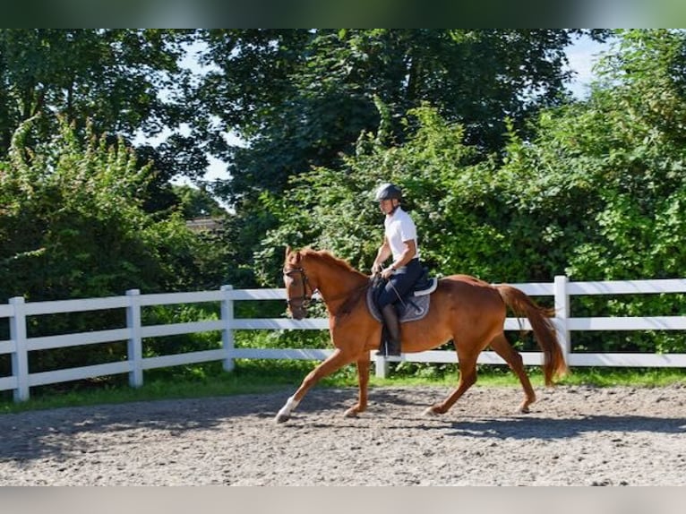 Mecklemburgo Caballo castrado 5 años 165 cm Alazán in Seebad Bansin