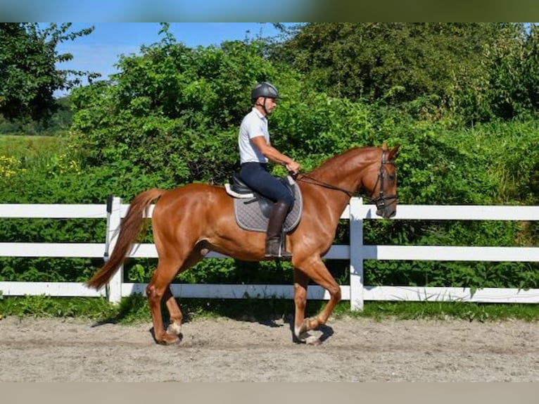 Mecklemburgo Caballo castrado 5 años 165 cm Alazán in Seebad Bansin