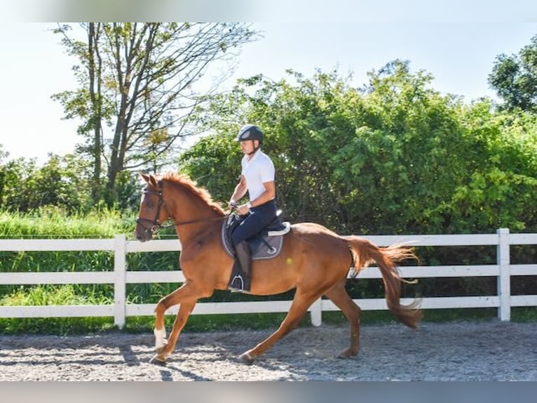 Mecklemburgo Caballo castrado 5 años 165 cm Alazán in Seebad Bansin