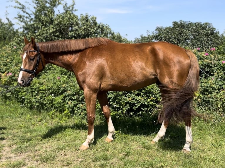 Mecklemburgo Caballo castrado 5 años 166 cm Alazán in Kirch Rosin