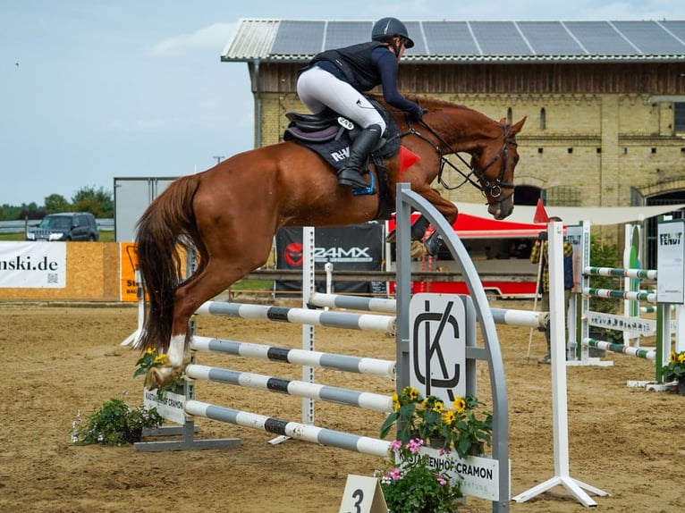 Mecklemburgo Caballo castrado 5 años 166 cm Alazán in Kirch Rosin