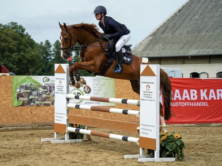 Mecklemburgo Caballo castrado 5 años 166 cm Alazán in Kirch Rosin