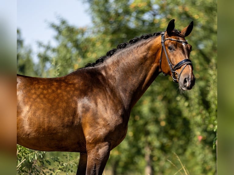 Mecklemburgo Caballo castrado 5 años 166 cm Castaño oscuro in Rosenheim