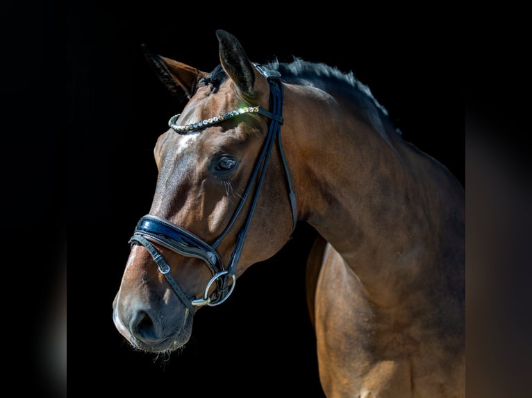 Mecklemburgo Caballo castrado 5 años 166 cm Castaño oscuro in Rosenheim
