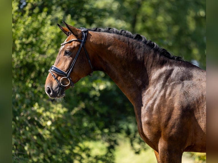 Mecklemburgo Caballo castrado 5 años 166 cm Castaño oscuro in Rosenheim