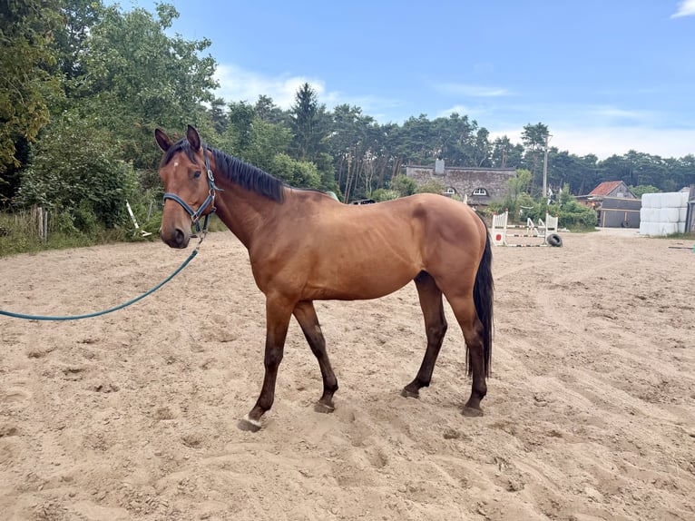 Mecklemburgo Caballo castrado 5 años 167 cm Castaño oscuro in Palingen