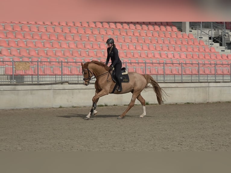 Mecklemburgo Caballo castrado 5 años 168 cm Alazán in Redefin