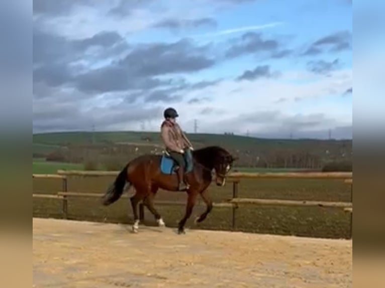 Mecklemburgo Caballo castrado 5 años 168 cm Castaño in Münstermaifeld