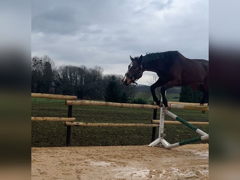 Mecklemburgo Caballo castrado 5 años 168 cm Castaño in Münstermaifeld