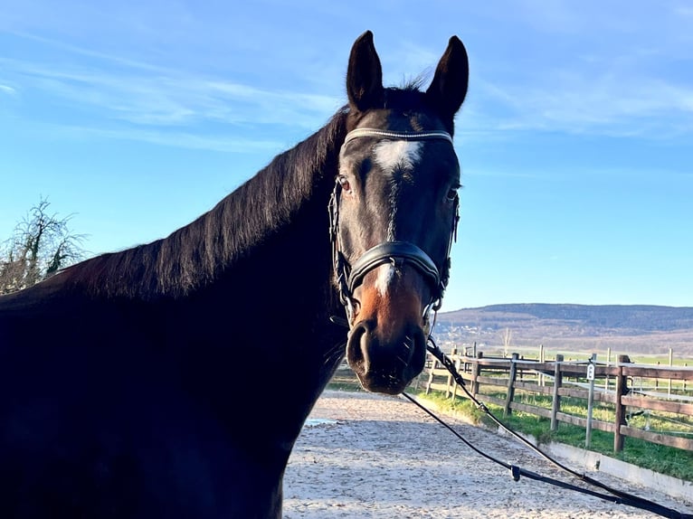 Mecklemburgo Caballo castrado 5 años 168 cm Castaño oscuro in ElzeElze