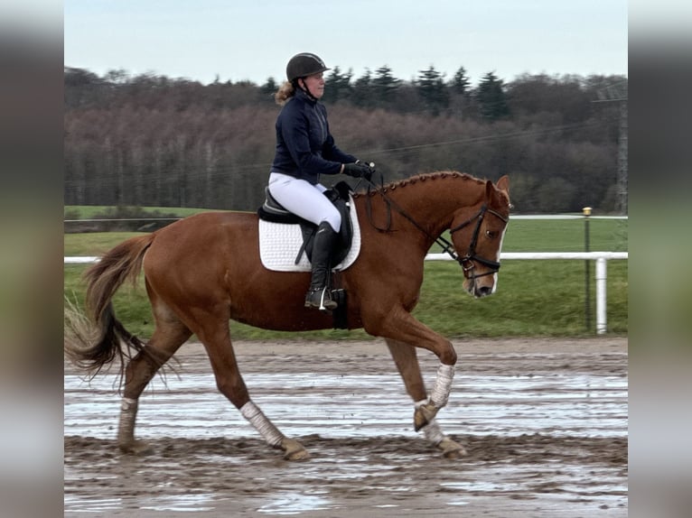 Mecklemburgo Caballo castrado 5 años 169 cm Alazán in Ganschow