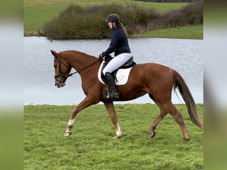 Mecklemburgo Caballo castrado 5 años 169 cm Alazán in Ganschow