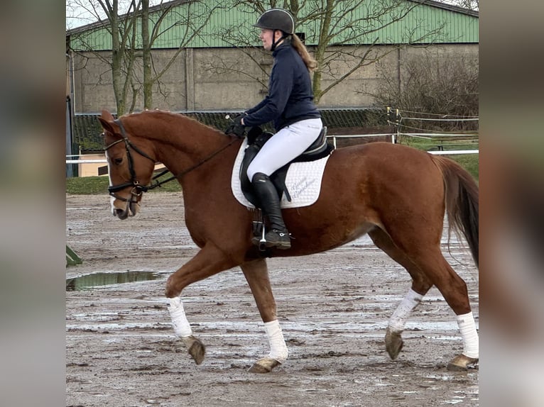 Mecklemburgo Caballo castrado 5 años 169 cm Alazán in Ganschow