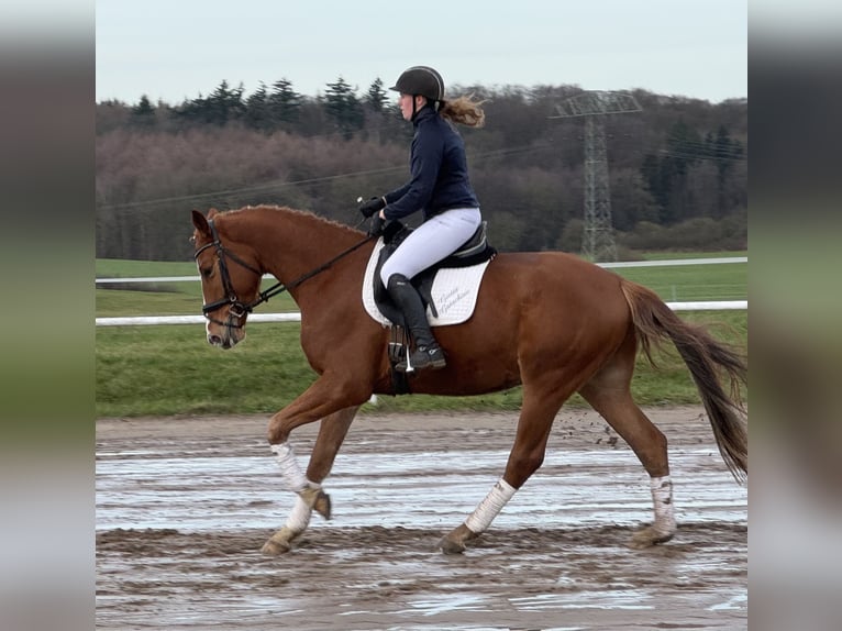 Mecklemburgo Caballo castrado 5 años 169 cm Alazán in Ganschow