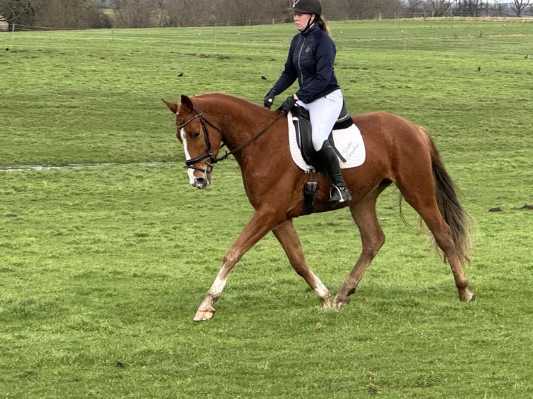 Mecklemburgo Caballo castrado 5 años 169 cm Alazán in Ganschow