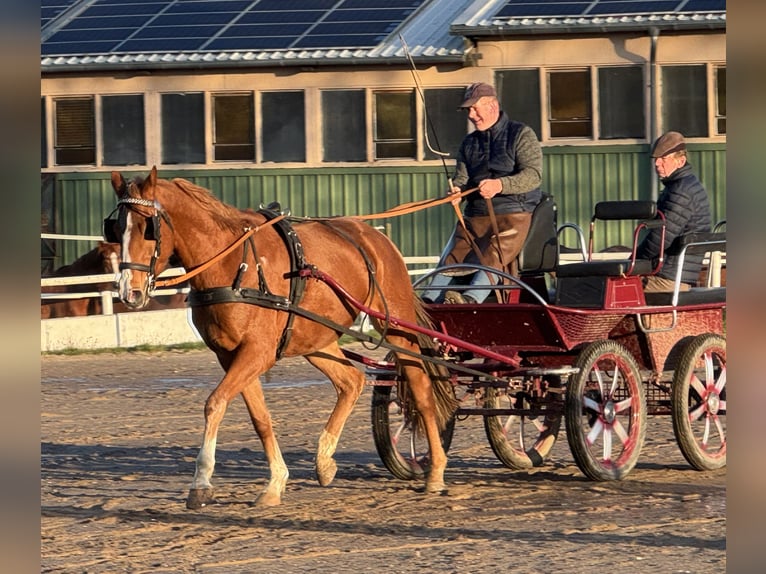 Mecklemburgo Caballo castrado 5 años 169 cm Alazán in Ganschow