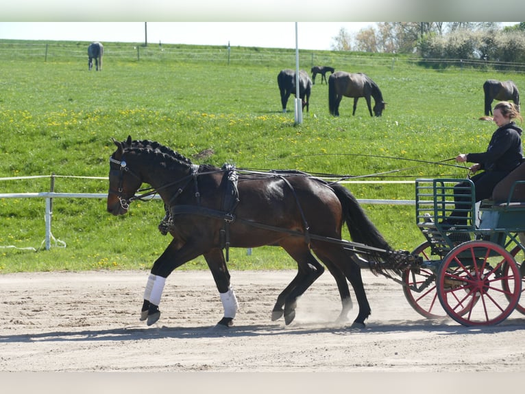 Mecklemburgo Caballo castrado 5 años 169 cm Morcillo in Ganschow