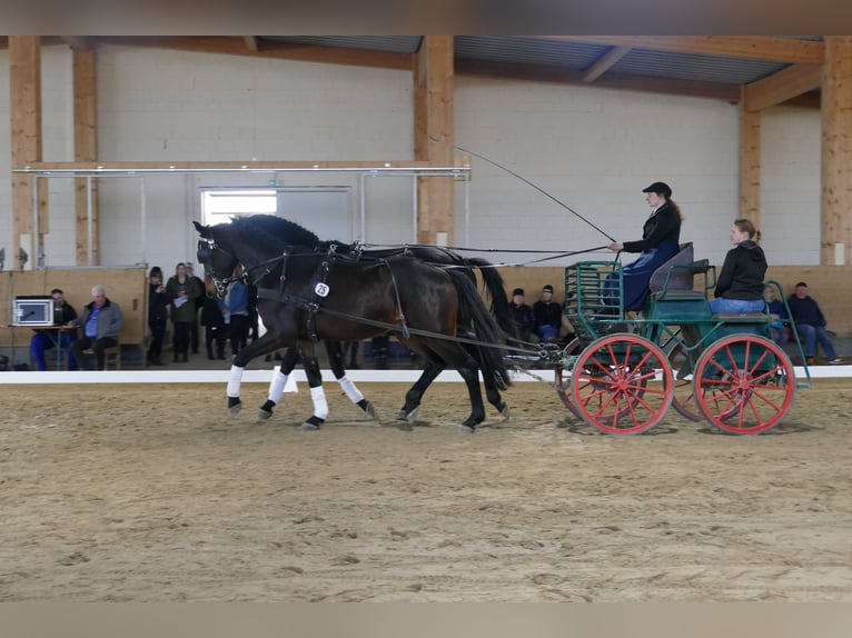 Mecklemburgo Caballo castrado 5 años 169 cm Morcillo in Ganschow