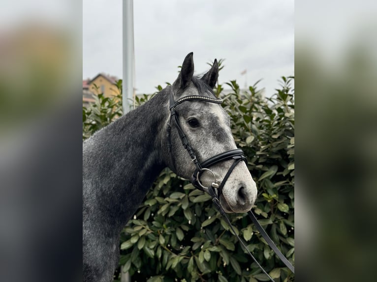 Mecklemburgo Caballo castrado 5 años 169 cm Tordo rodado in Münster