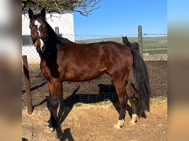 Mecklemburgo Caballo castrado 5 años 170 cm Castaño oscuro in Münstermaifeld