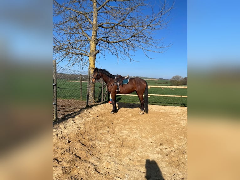 Mecklemburgo Caballo castrado 5 años 170 cm Castaño oscuro in Münstermaifeld