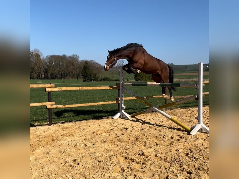 Mecklemburgo Caballo castrado 5 años 170 cm Castaño oscuro in Münstermaifeld