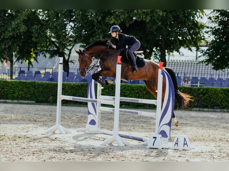 Mecklemburgo Caballo castrado 5 años 176 cm Castaño in Norderstedt