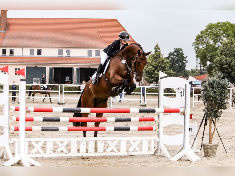 Mecklemburgo Caballo castrado 5 años 176 cm Castaño in Norderstedt