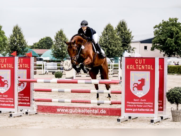 Mecklemburgo Caballo castrado 5 años 176 cm Castaño in Norderstedt