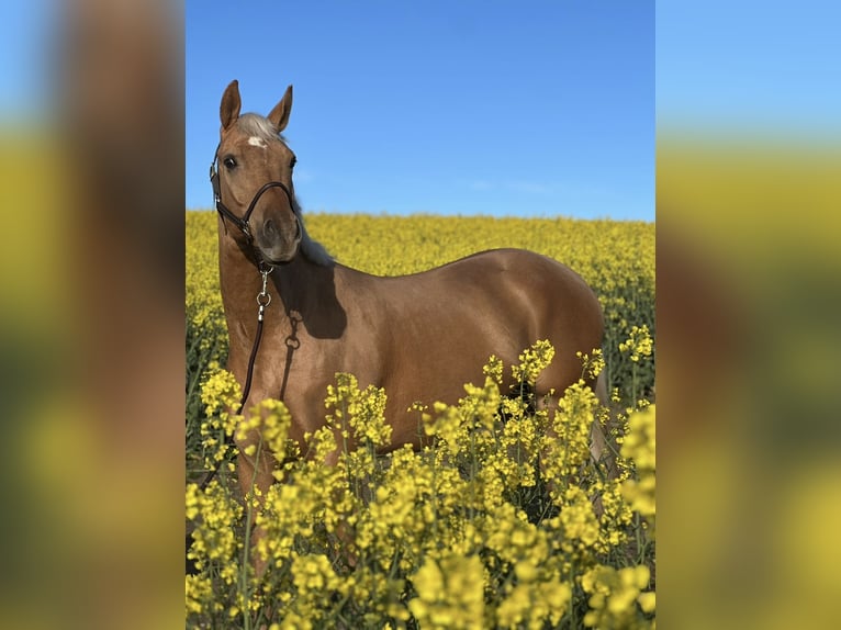 Mecklemburgo Caballo castrado 6 años 165 cm Palomino in Upahl